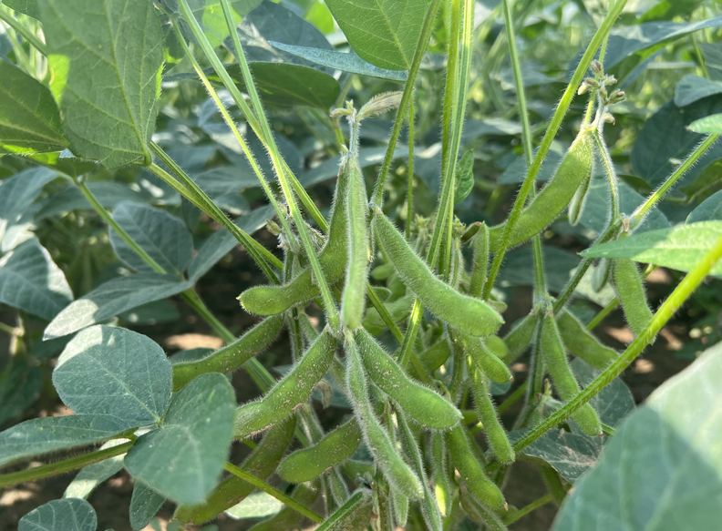 1月21日：“農(nóng)產(chǎn)品批發(fā)價(jià)格200指數(shù)”比昨天下降0.07個(gè)點(diǎn)