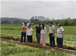 蔬菜所科技人员赴玉林市开展蔬菜产业调研及技术服务