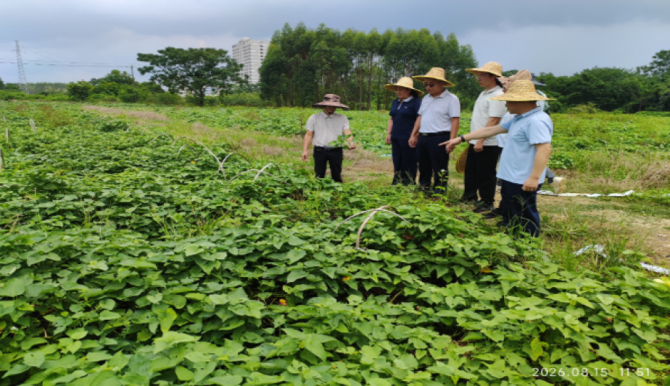 国家甘薯产业技术体系专家到广西玉米所座谈交流