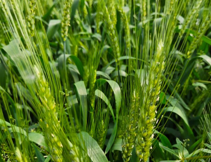 小麦水肥一体化单产提升技术方案