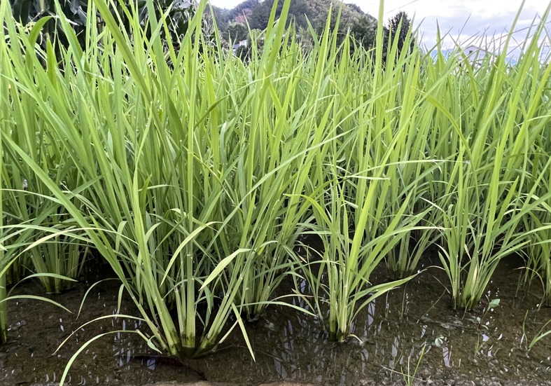 信阳2026年水稻（再生稻）机械化育插秧技术示范现场会举办